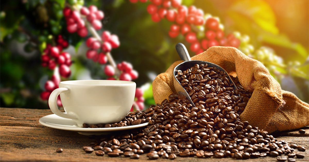História do Café no Brasil: da adaptação da planta à consolidação no mercado mundial